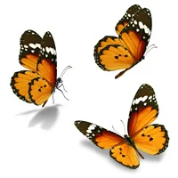 1618944484244.webp