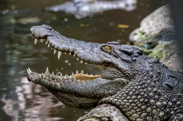 crocodile-1.webp