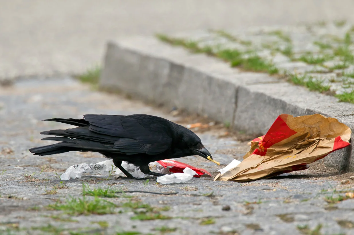 crows-eating-fast-food.webp