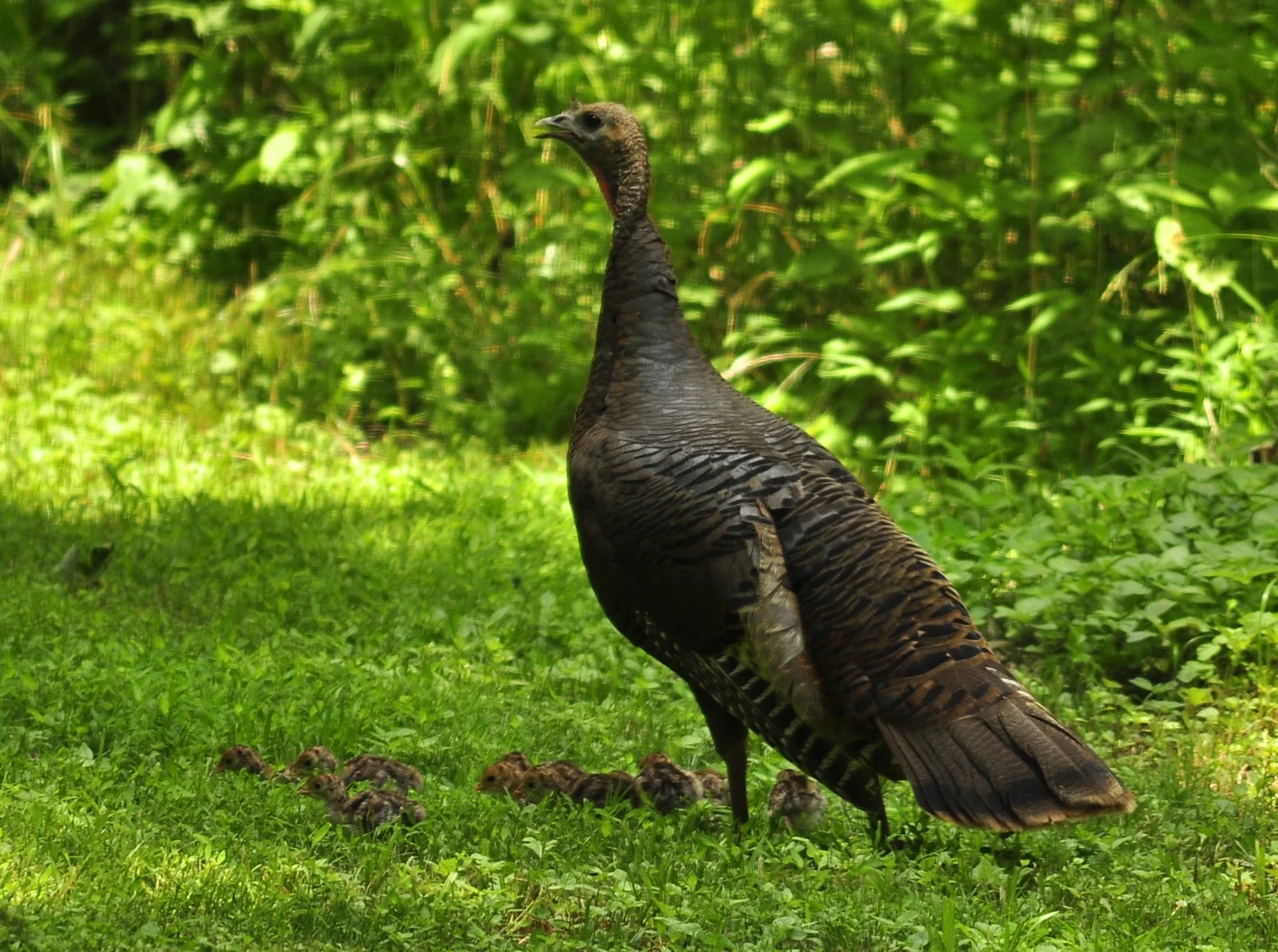 femalewildturkeywithchicks.webp