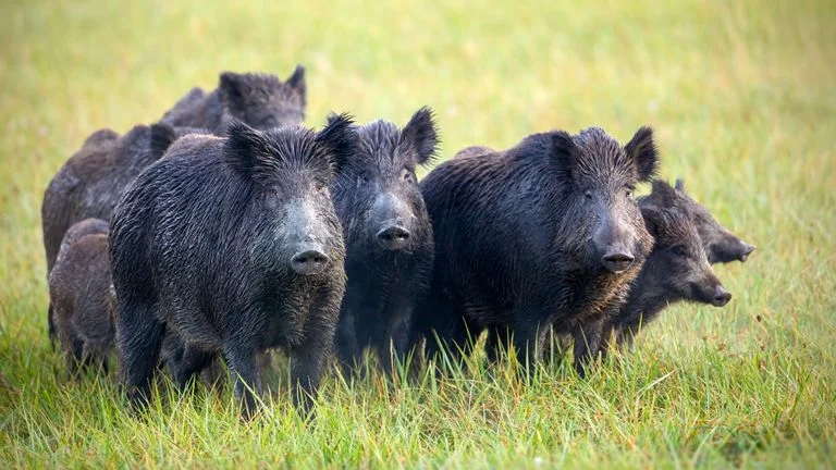 skynews-wild-boar-italy_4837213.webp