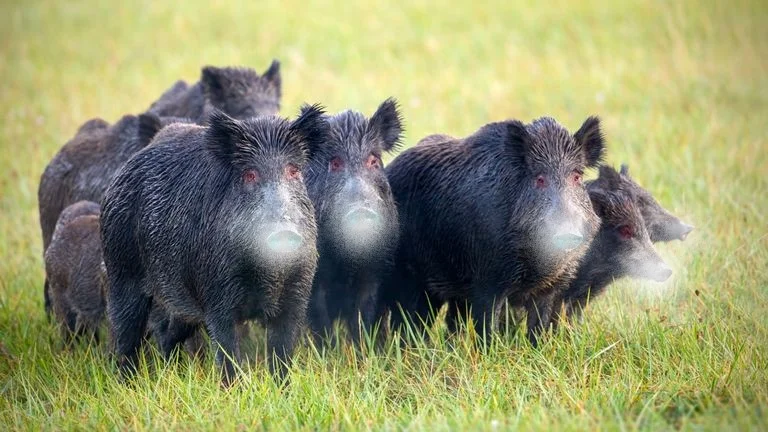 skynews-wild-boar-italy_4837213.webp