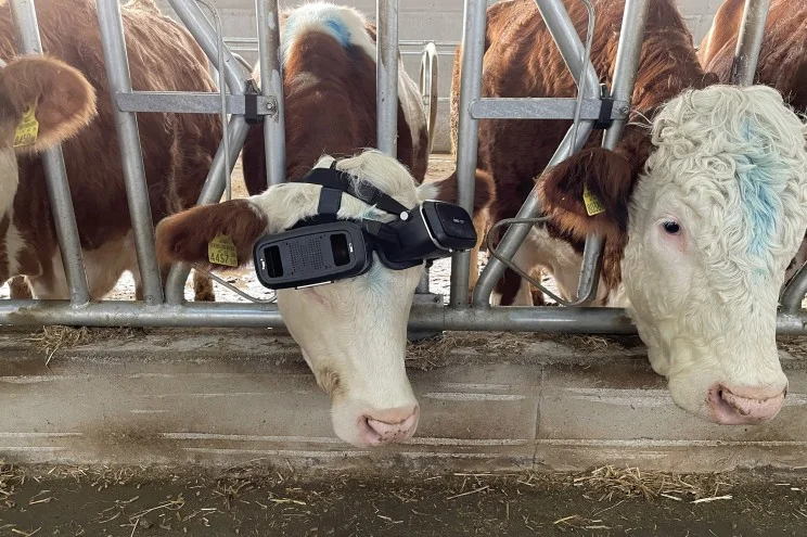 virtual-cows-220107-01.webp