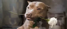 pit_bull_with_rose.webp