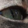 chatdenuit