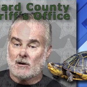 Thomas Devaney Lane Turtle_1554841285871.jpg_21698893_ver1.0_1280_720.jpg