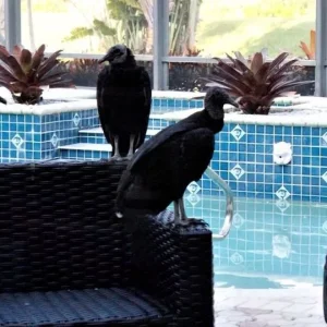 Vultures.jpg