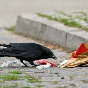 crows-eating-fast-food.jpg