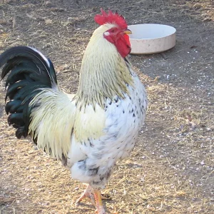 rooster_021007_a.jpg