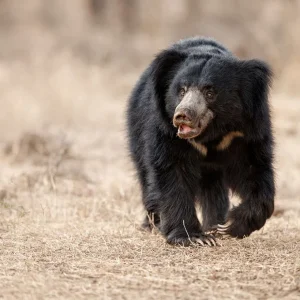 sloth-bear.jpg