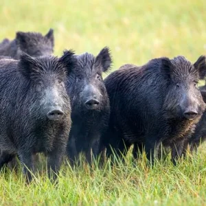 skynews-wild-boar-italy_4837213.jpg