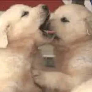 1575399349395.png