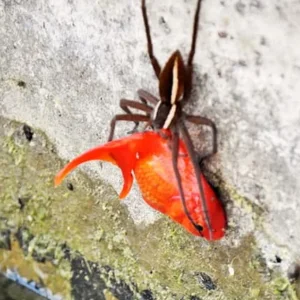 spider-goldfish-17.jpg
