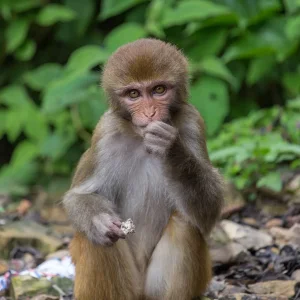 rhesus-macaque-monkey.jpg