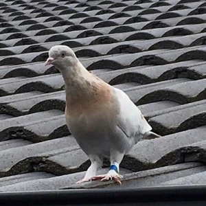 pigeon-72.jpg