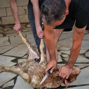 sheep-slaughter.jpg