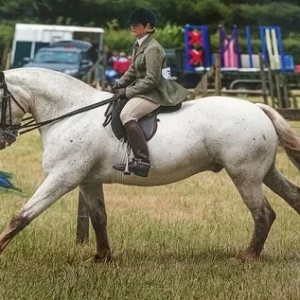 DREAM-HORSEcob-cream-gelding-14-2-hands-hunting-show-cob_photo_0_img.jpg