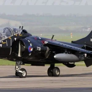 harrier.JPG