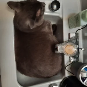greyson.jpg