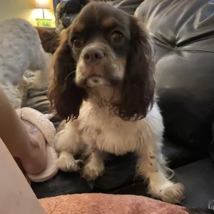 Brownie