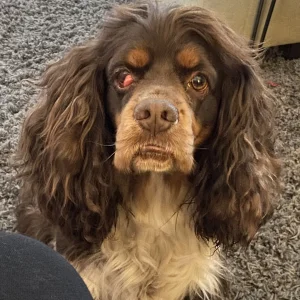 Potato