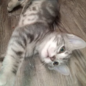 Jorgie Playing.jpg