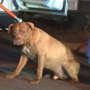 DC Pit.jpg