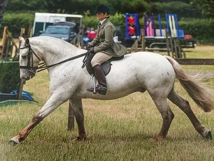 DREAM-HORSEcob-cream-gelding-14-2-hands-hunting-show-cob_photo_0_img.jpg