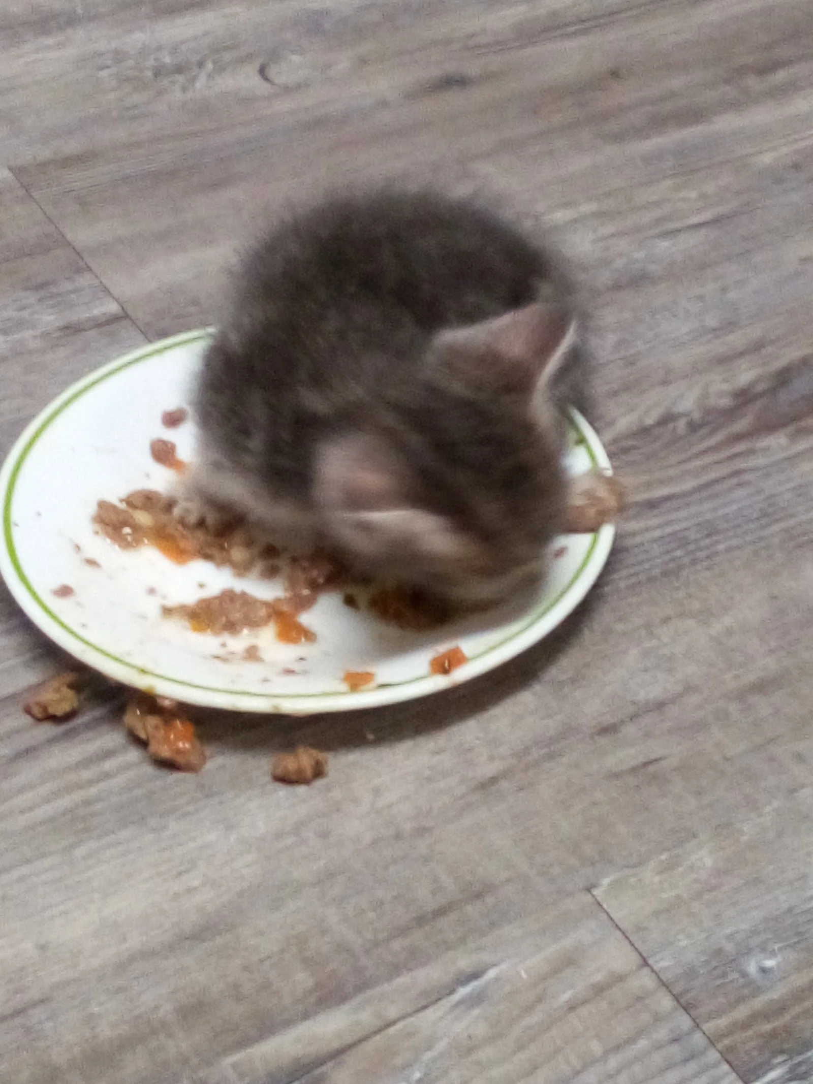 Gorgie.jpg