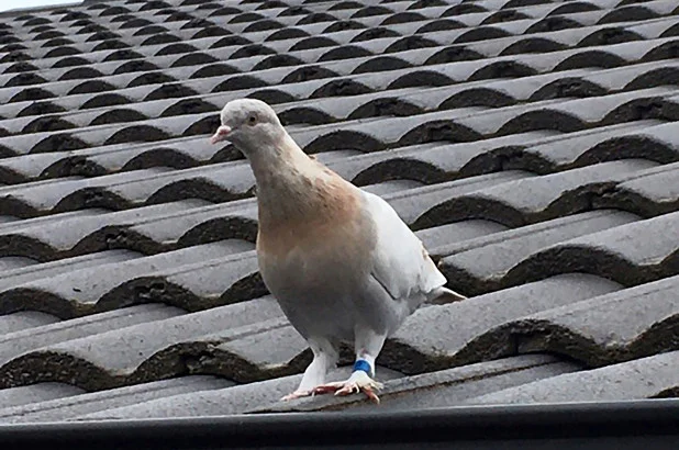 pigeon-72.jpg