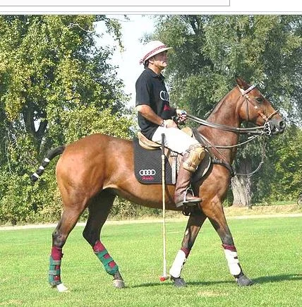 polo.JPG