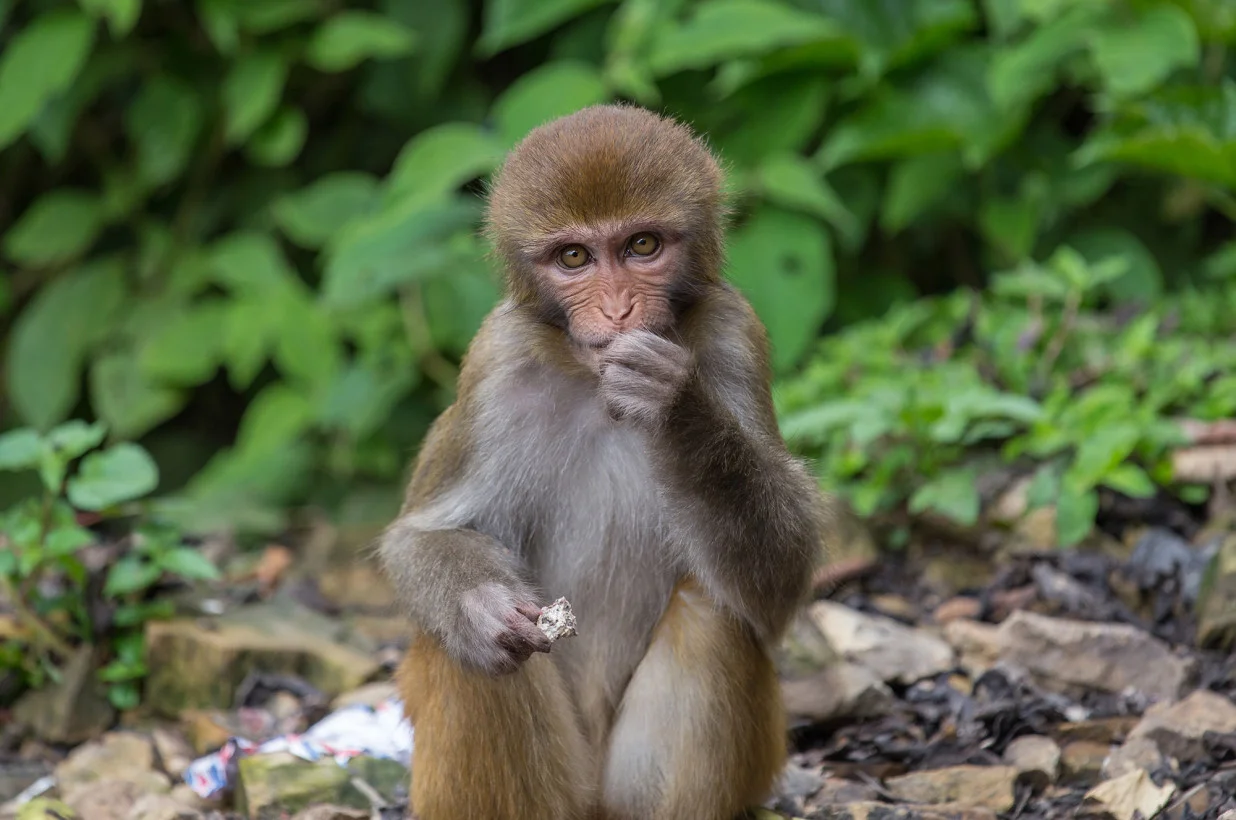 rhesus-macaque-monkey.jpg