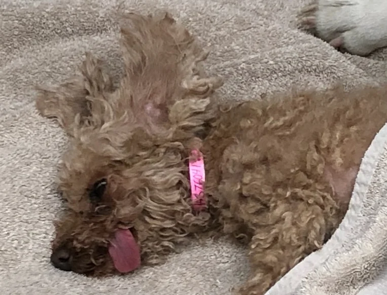 silly-little-dog.png