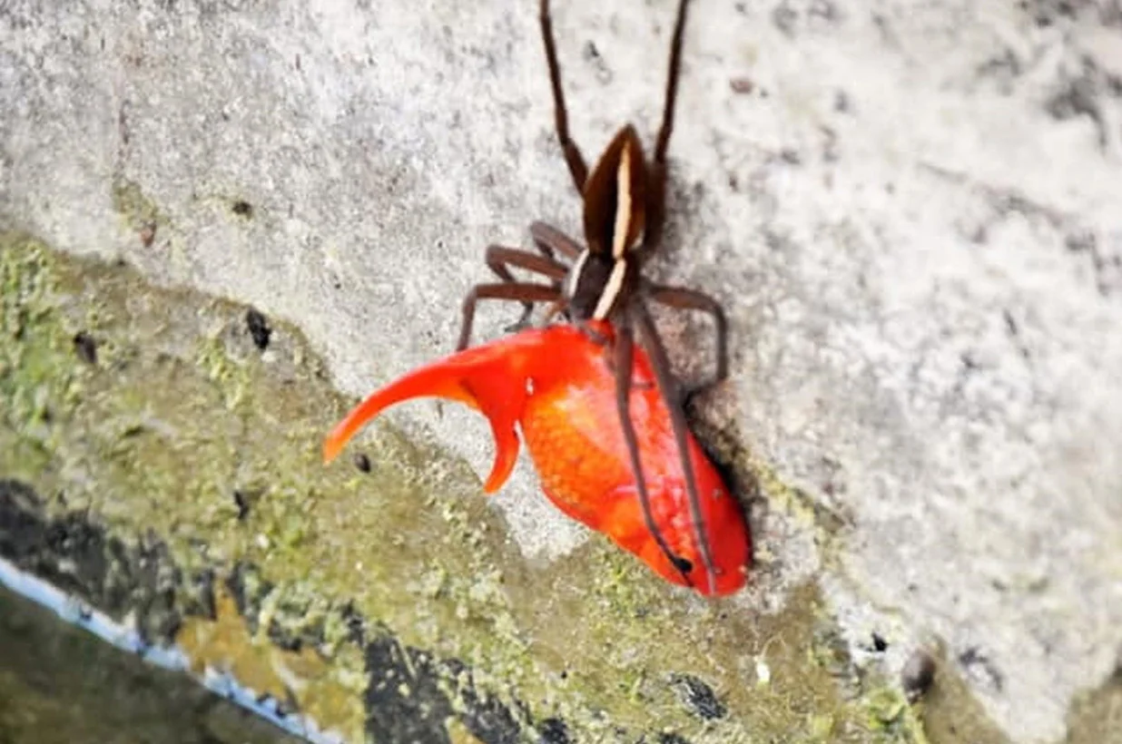 spider-goldfish-17.jpg