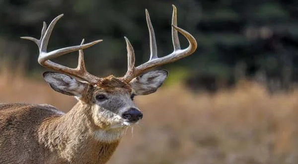 Wireready_10-24-2019-09-32-02_00029_Deer.jpg